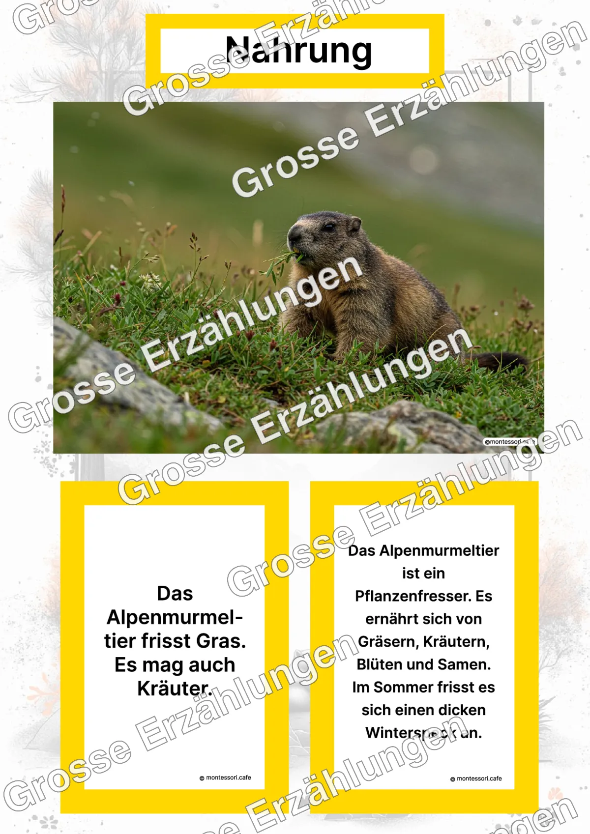 Das Alpenmurmeltier - Lernkarten - Titelseite und Übersicht des Kommen des Lebens Lernmaterials