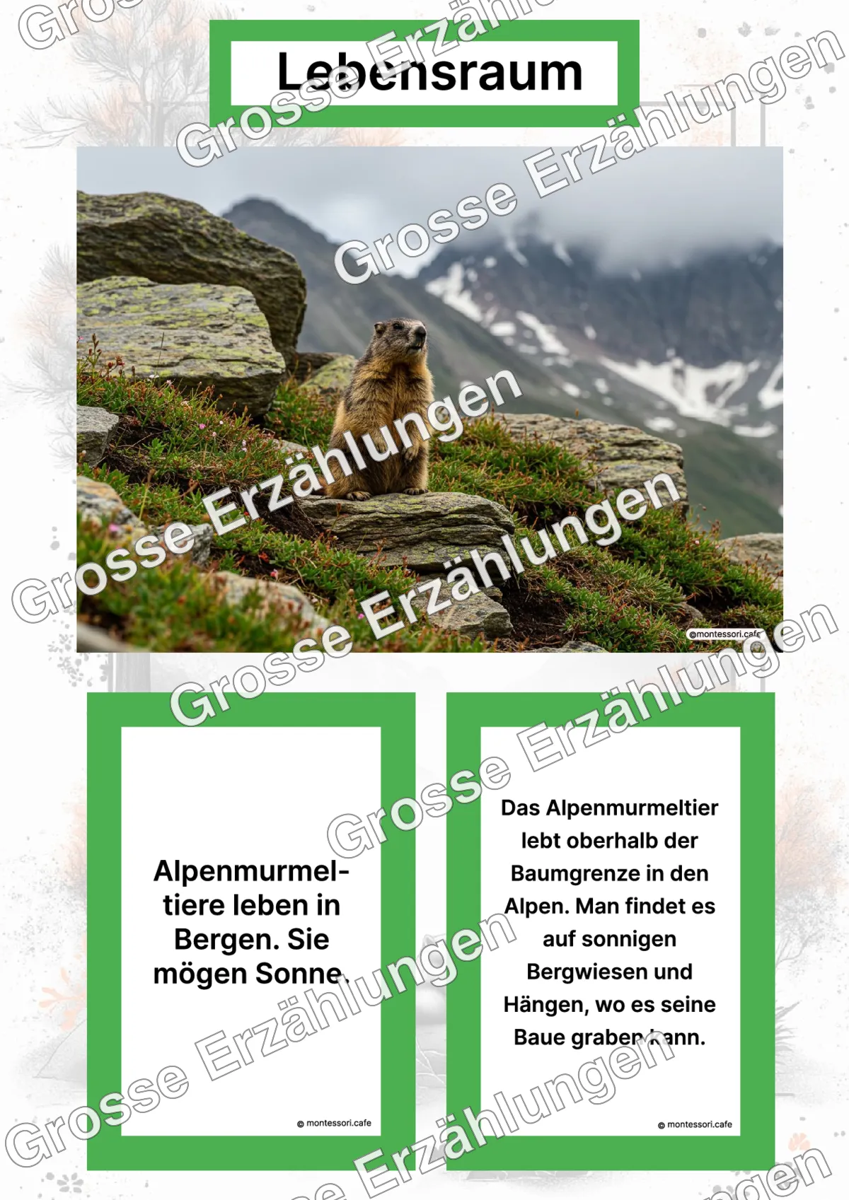 Das Alpenmurmeltier - Lernkarten - Letzte Vorschauseite des PDF-Downloads