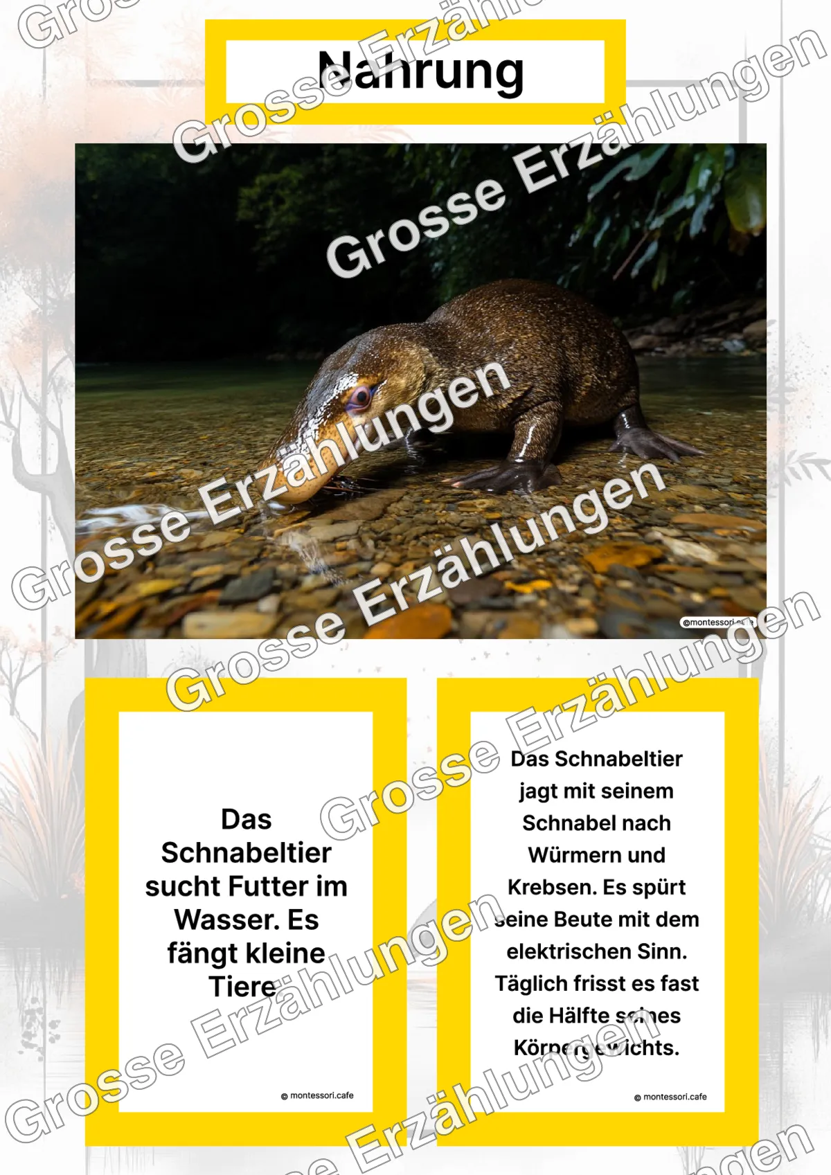 Das Schnabeltier - Lernkarten - Titelseite und Übersicht des Kommen des Lebens Lernmaterials