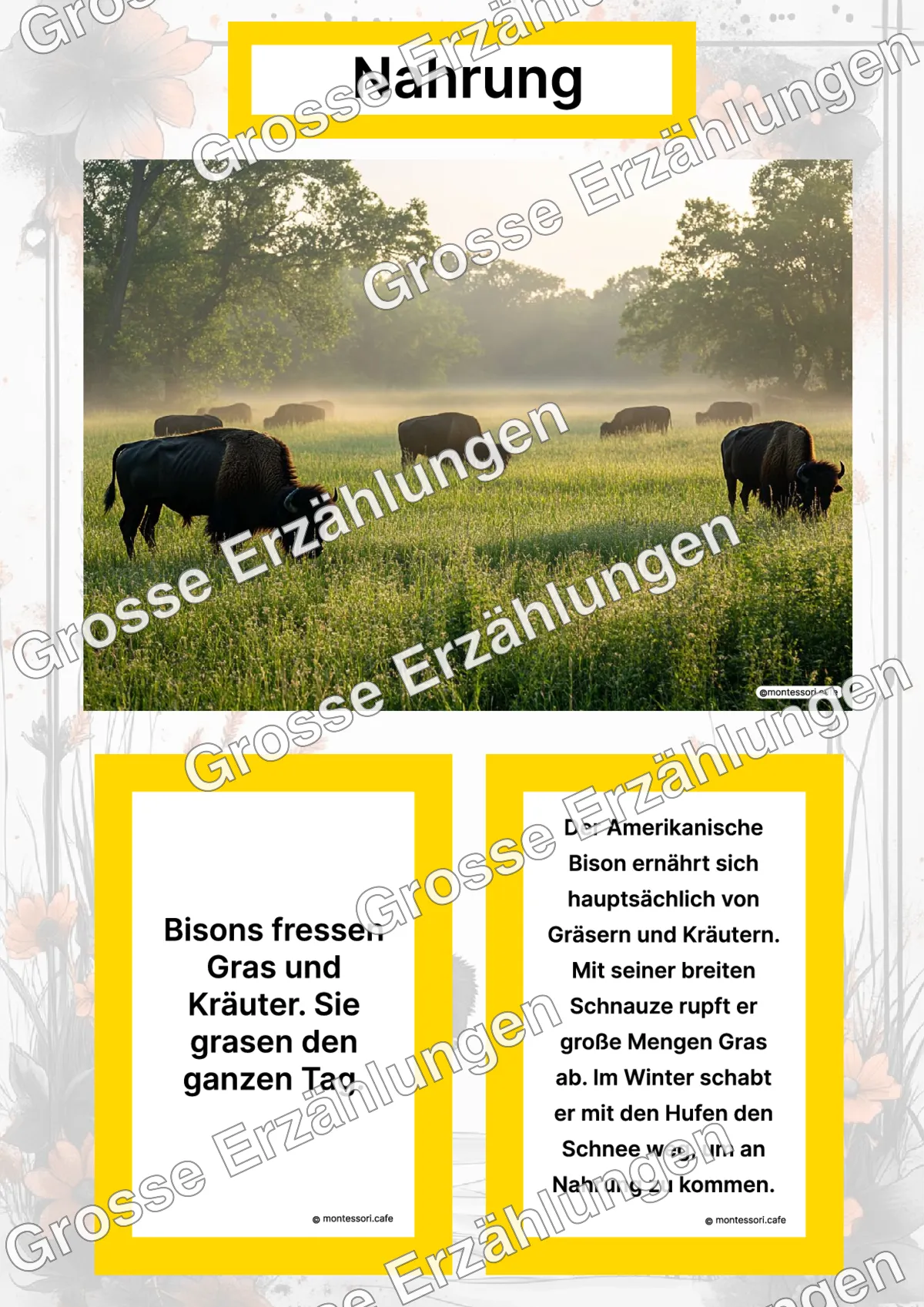 Der Amerikanische Bison - Lernkarten - Titelseite und Übersicht des Kommen des Lebens Lernmaterials