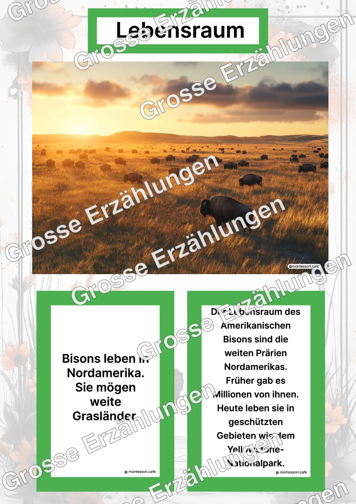 Der Amerikanische Bison - Lernkarten - Letzte Vorschauseite des PDF-Downloads