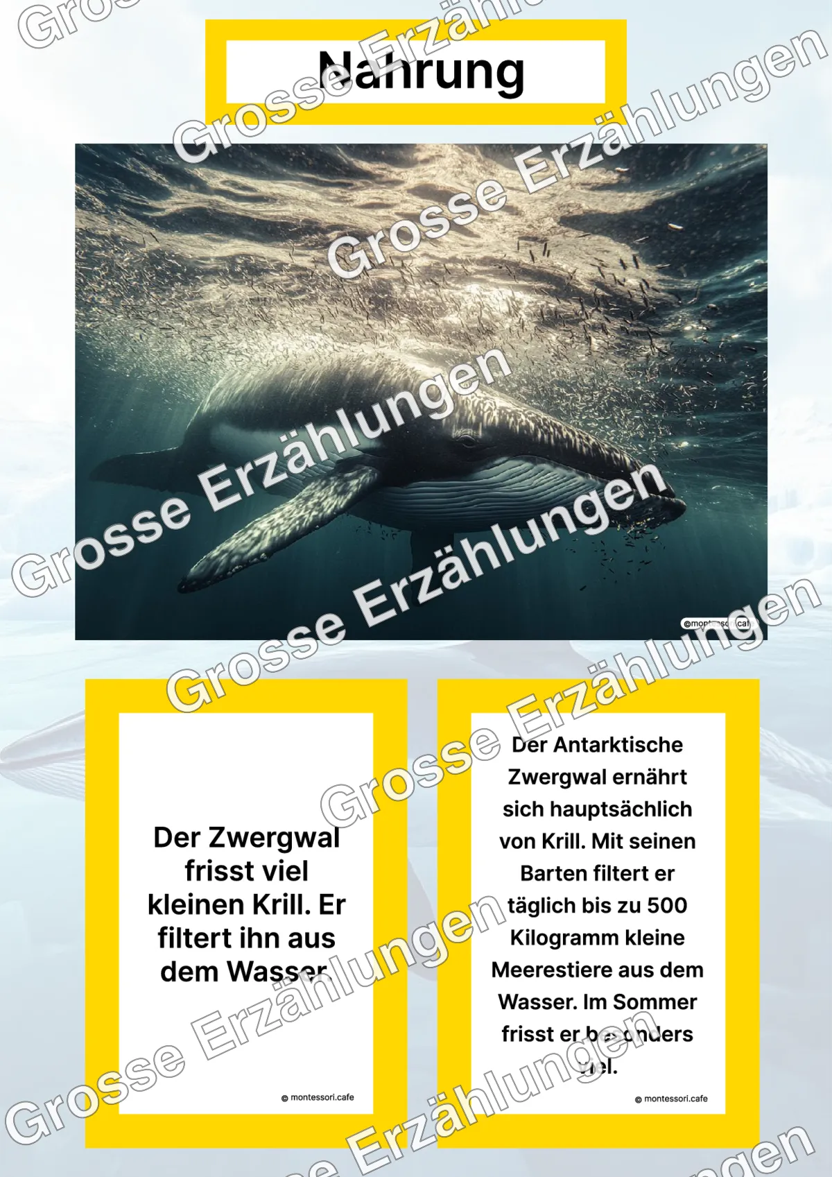 Der Antarktische Zwergwal - Lernkarten - Titelseite und Übersicht des Kommen des Lebens Lernmaterials