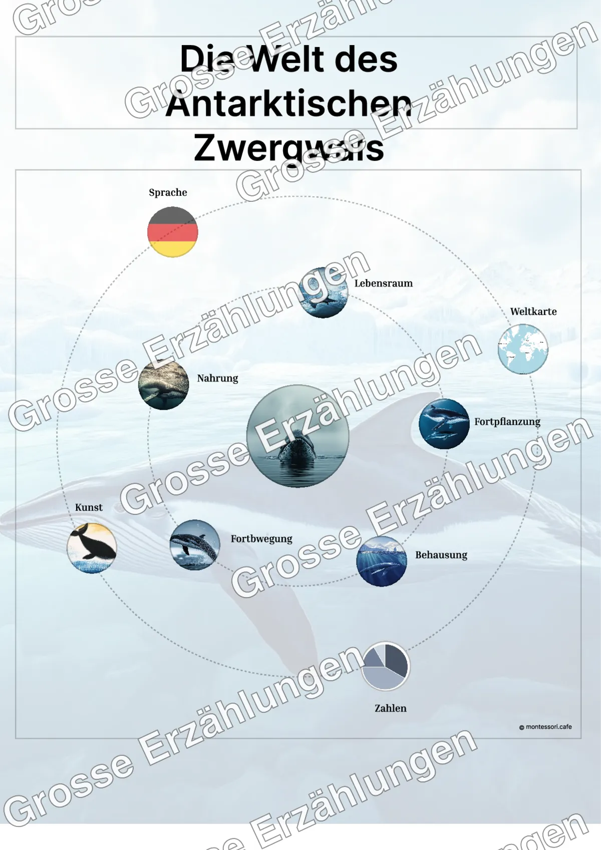 Der Antarktische Zwergwal - Lernkarten - Beispielseite 3 von 5 mit Kommen des Lebens Inhalten