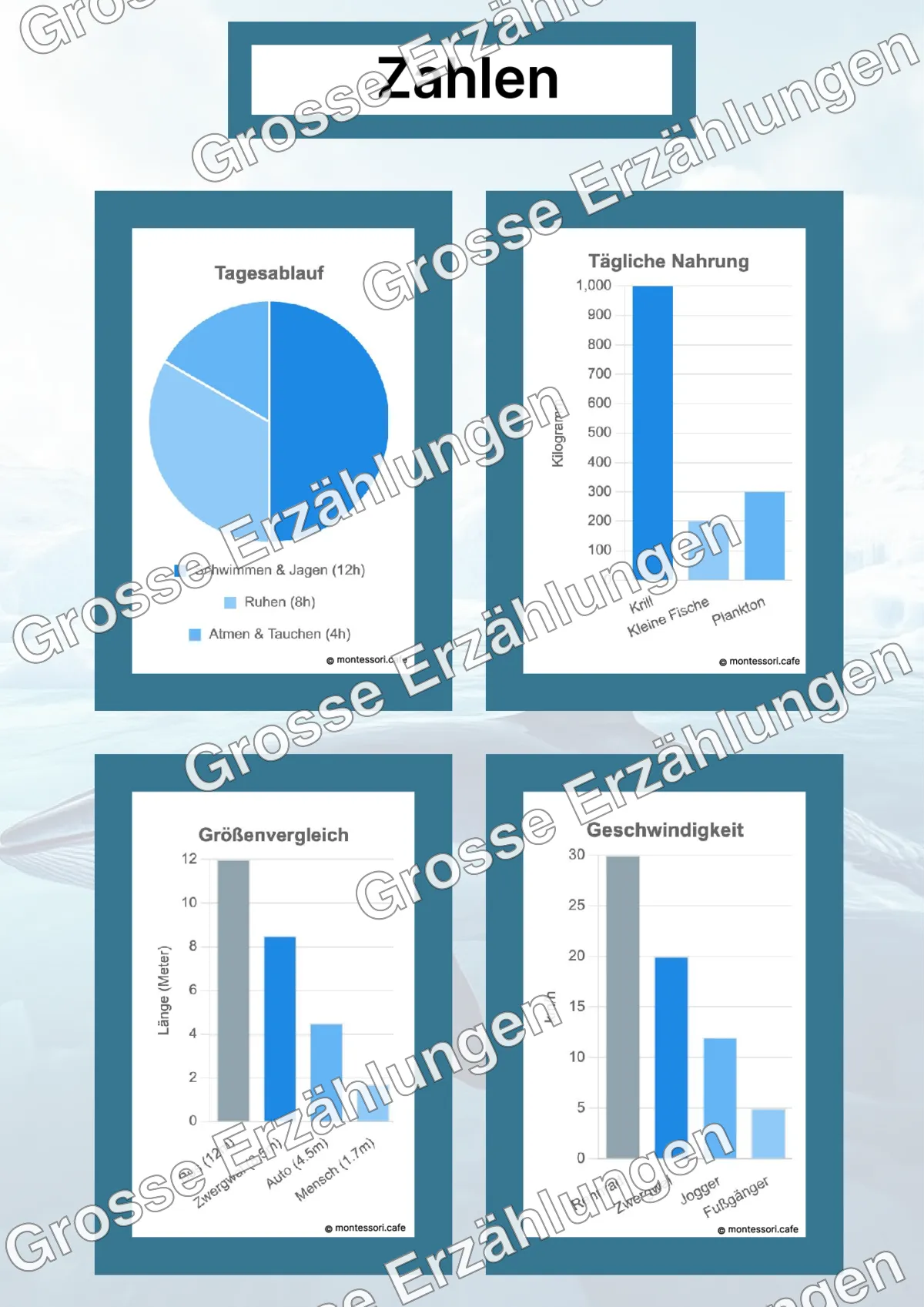 Der Antarktische Zwergwal - Lernkarten - Beispielseite 4 von 5 mit Kommen des Lebens Inhalten