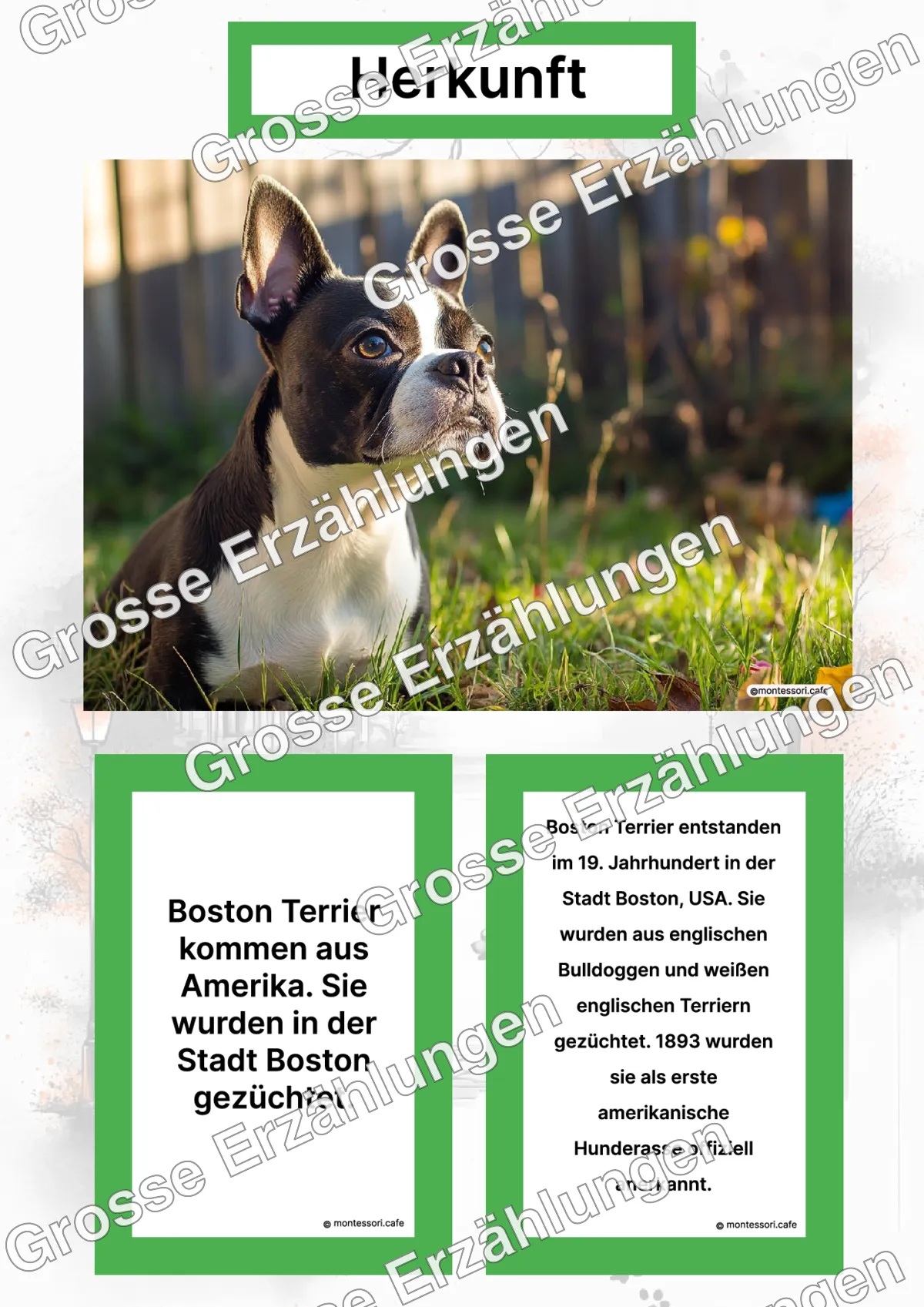 Der Boston Terrier - Lernkarten - Letzte Vorschauseite des PDF-Downloads