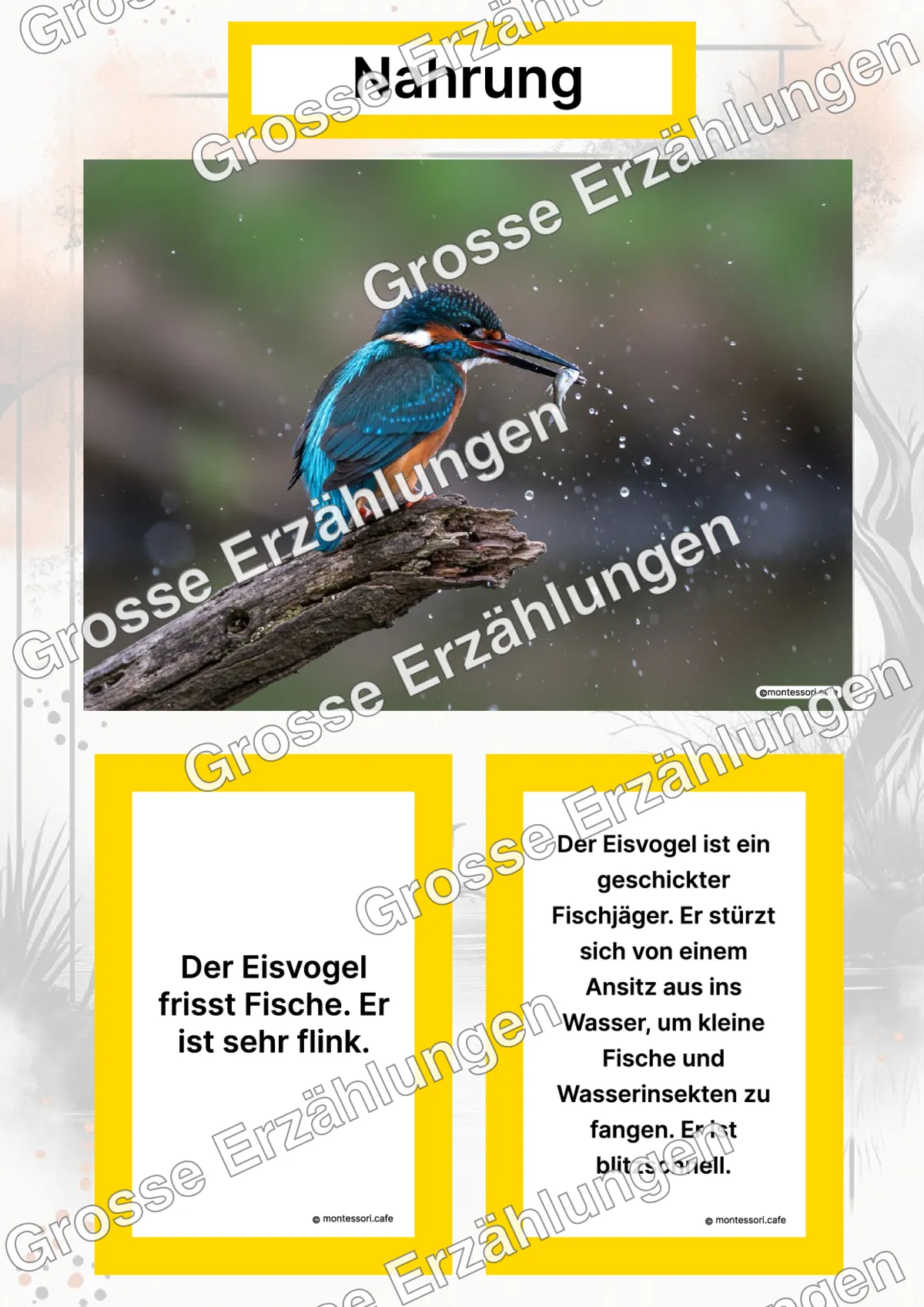 Der Eisvogel - Lernkarten - Titelseite und Übersicht des Kommen des Lebens Lernmaterials