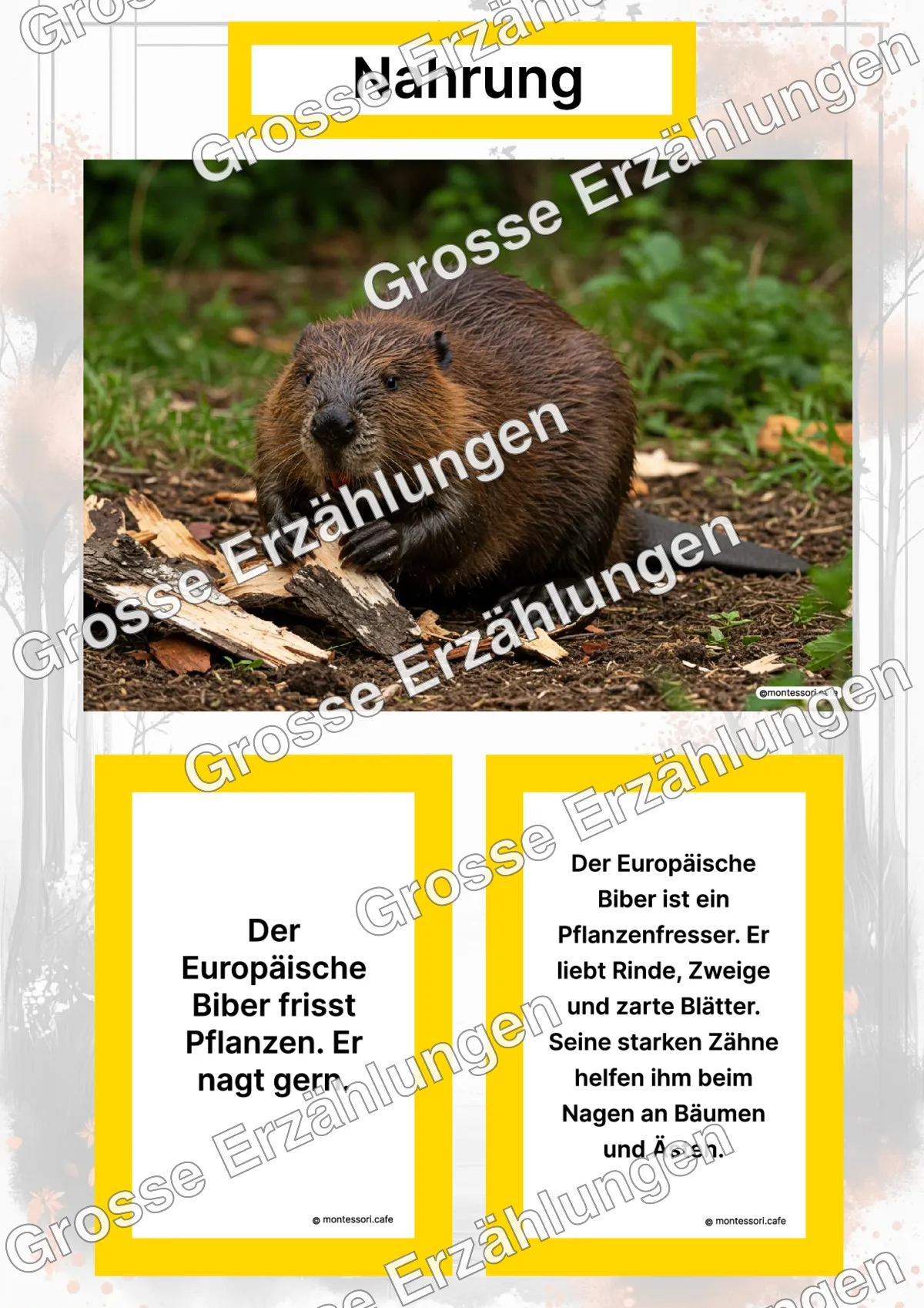 Der Europäische Biber - Lernkarten - Titelseite und Übersicht des Kommen des Lebens Lernmaterials