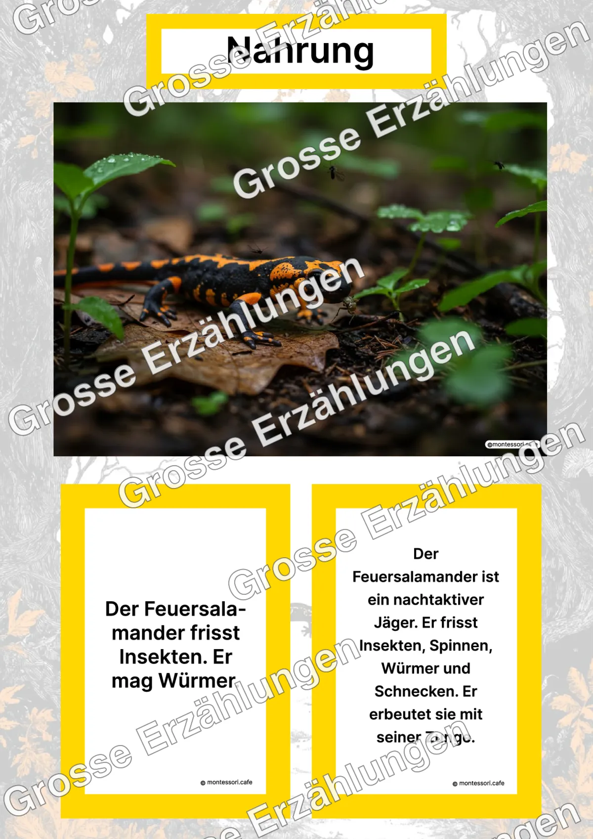 Der Feuersalamander - Lernkarten - Titelseite und Übersicht des Kommen des Lebens Lernmaterials