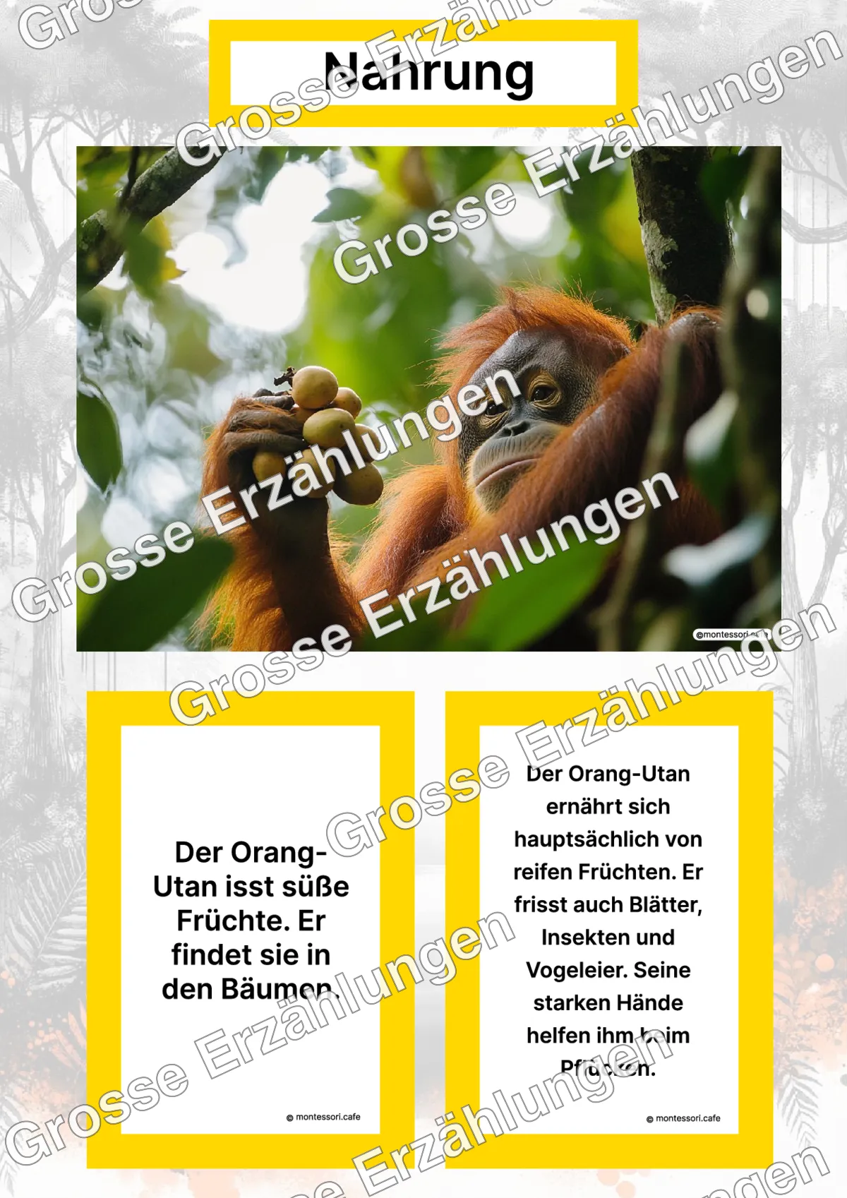 Der Orang-Utan - Lernkarten - Titelseite und Übersicht des Kommen des Lebens Lernmaterials