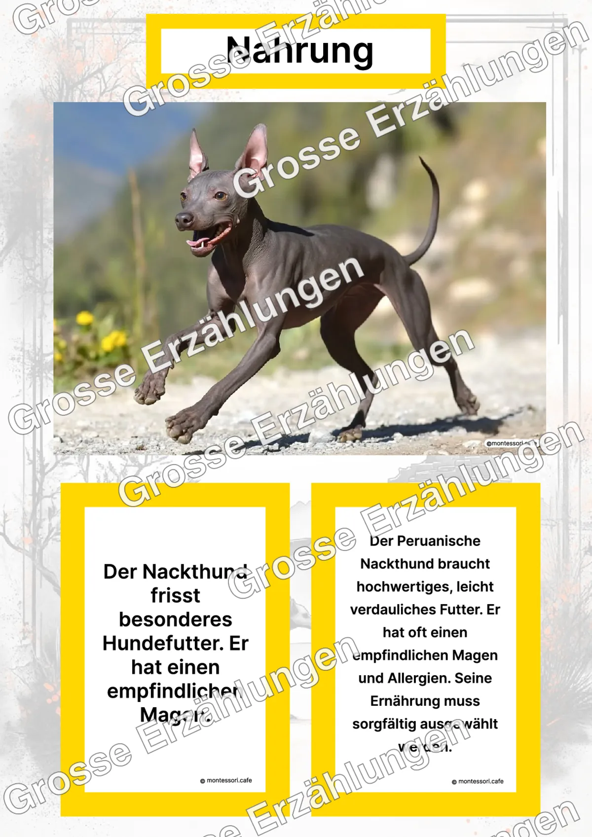 Der Peruanische Nackthund - Lernkarten - Titelseite und Übersicht des Kommen des Lebens Lernmaterials