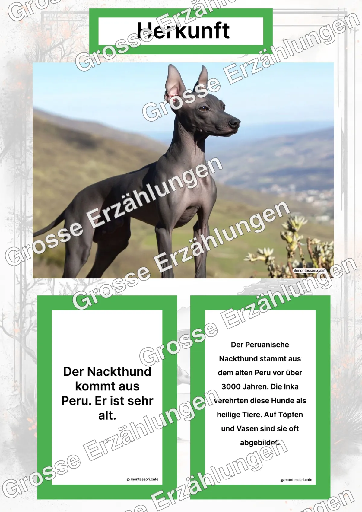 Der Peruanische Nackthund - Lernkarten - Letzte Vorschauseite des PDF-Downloads