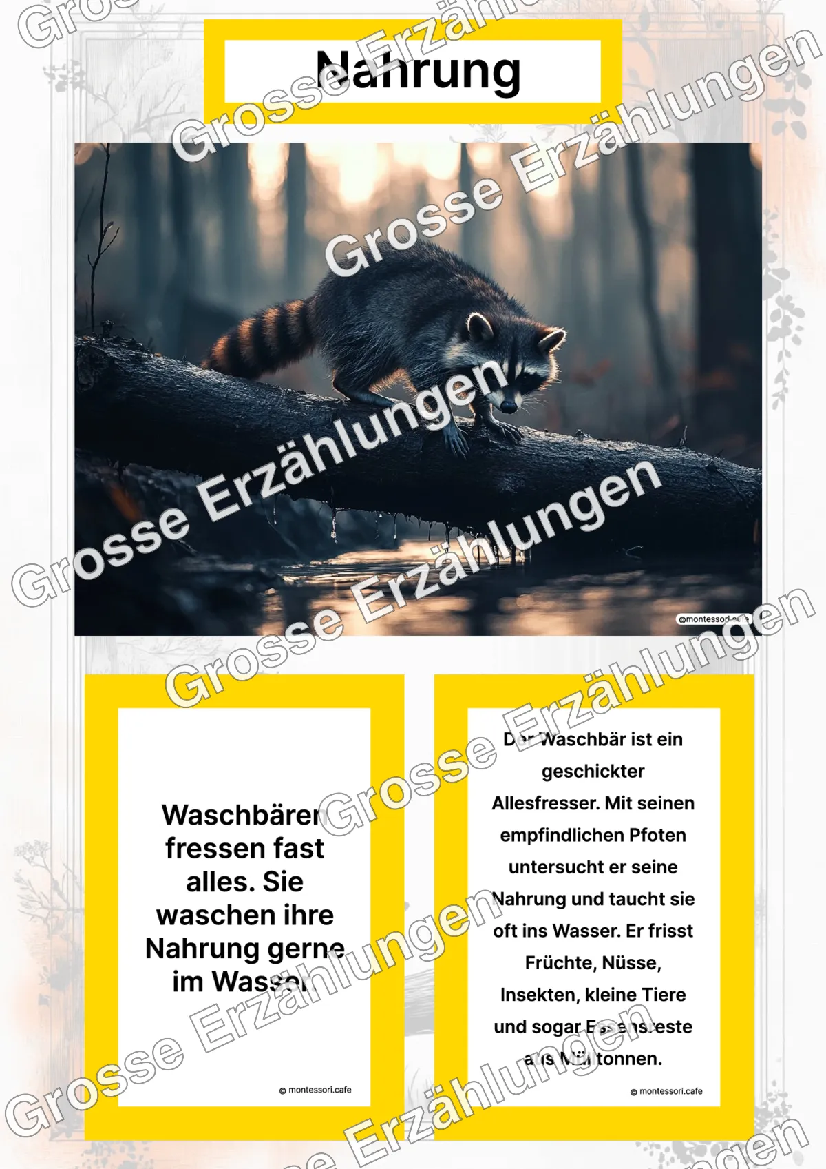 Der Waschbär - Lernkarten - Titelseite und Übersicht des Kommen des Lebens Lernmaterials