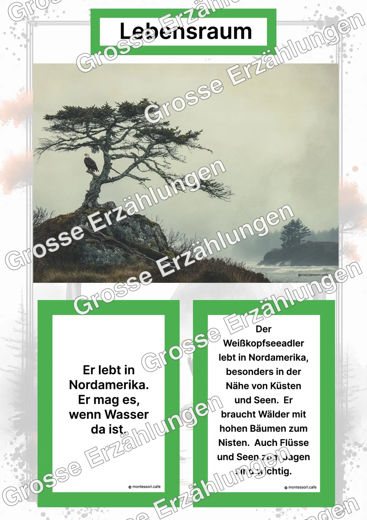 Der Weißkopfseeadler - Lernkarten - Letzte Vorschauseite des PDF-Downloads