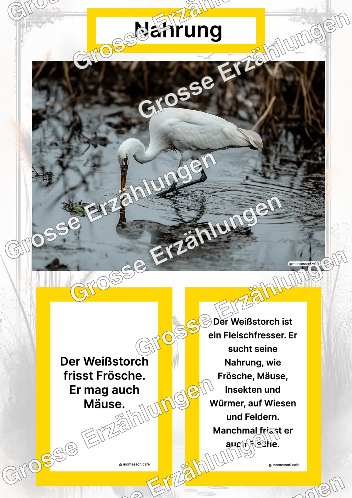 Der Weißstorch - Lernkarten - Titelseite und Übersicht des Kommen des Lebens Lernmaterials