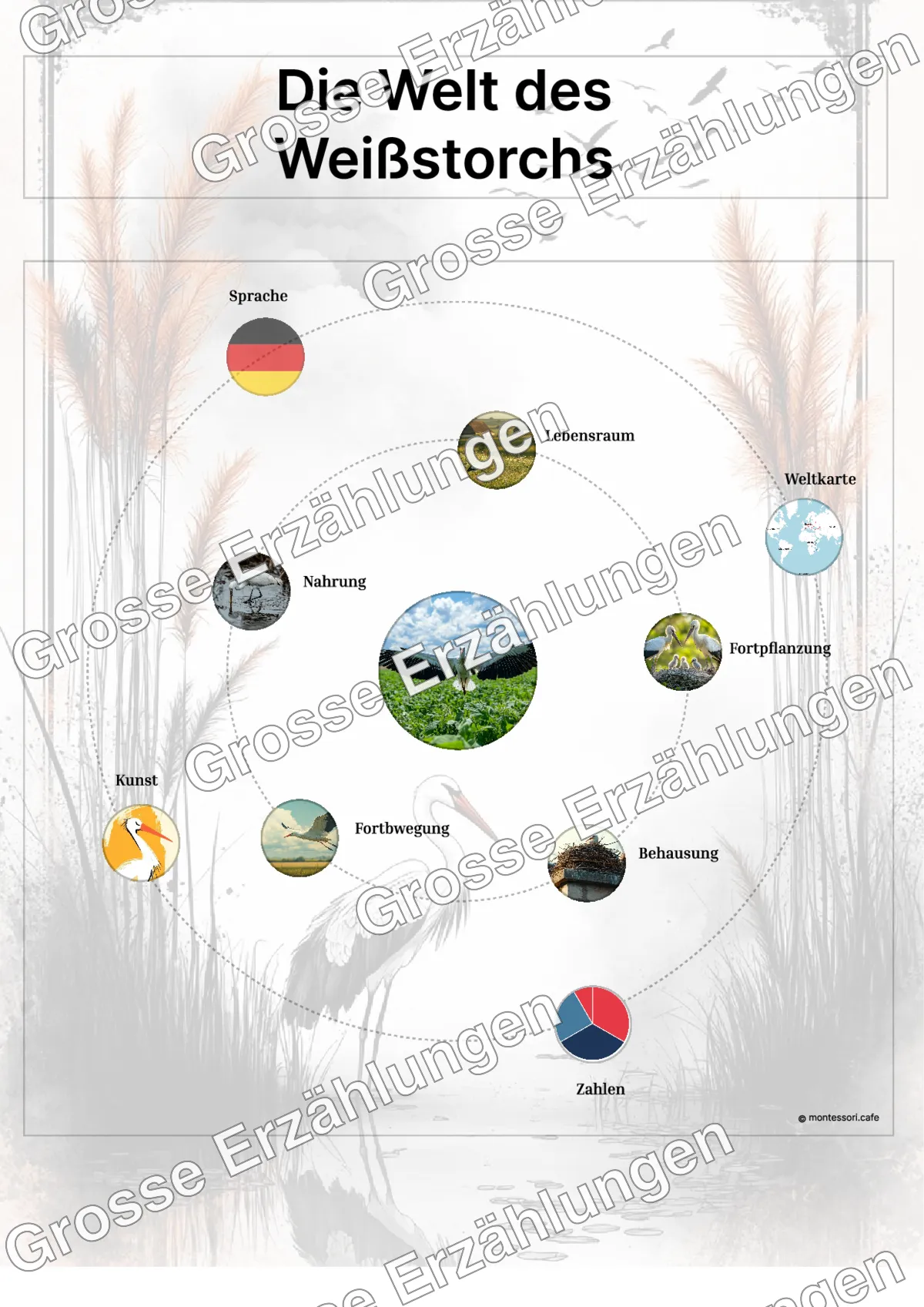 Der Weißstorch - Lernkarten - Beispielseite 3 von 5 mit Kommen des Lebens Inhalten