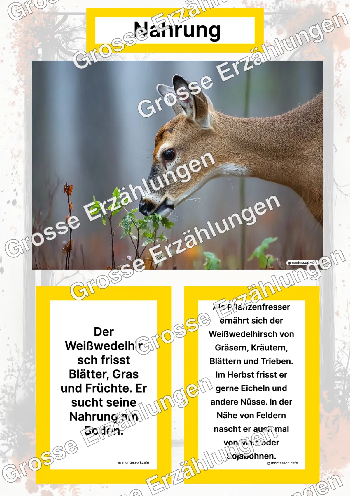 Der Weißwedelhirsch - Lernkarten - Titelseite und Übersicht des Kommen des Lebens Lernmaterials