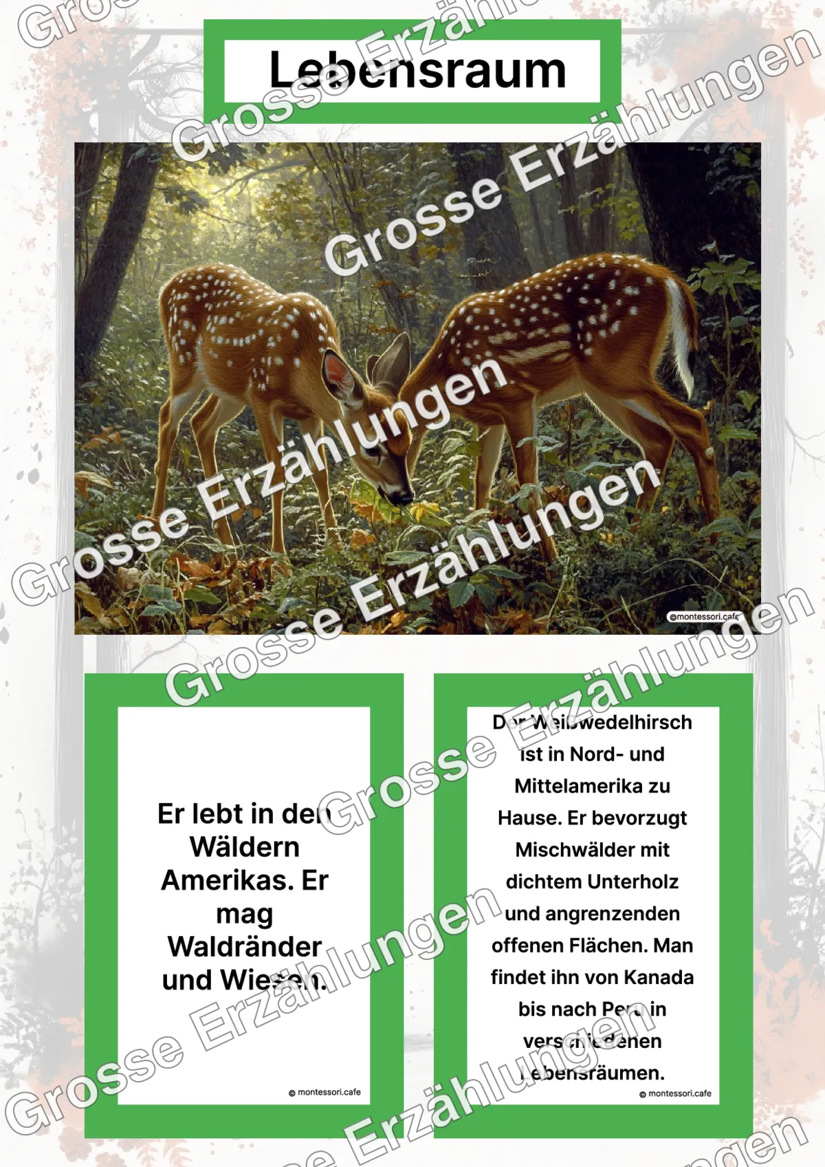 Der Weißwedelhirsch - Lernkarten - Letzte Vorschauseite des PDF-Downloads