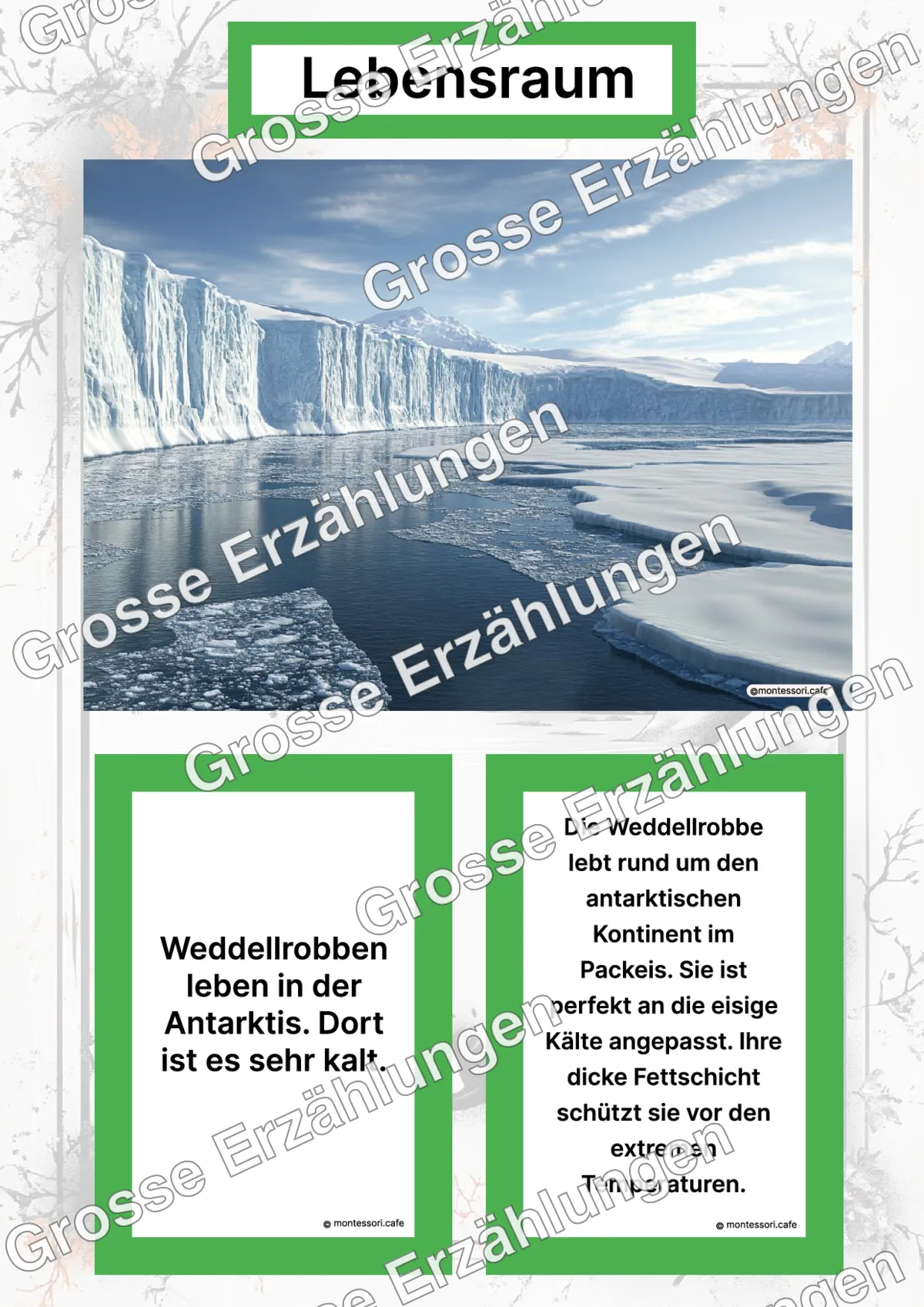 Die Weddellrobbe - Lernkarten - Letzte Vorschauseite des PDF-Downloads